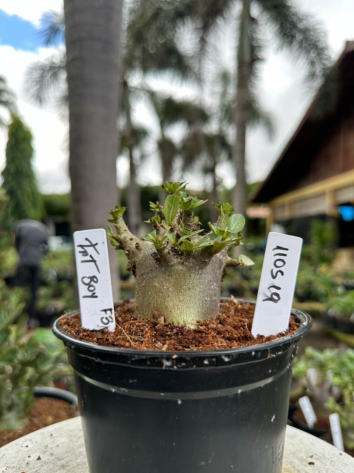 Rosa do Deserto Arabicum Fat Boy Black F3 - coleção RDF