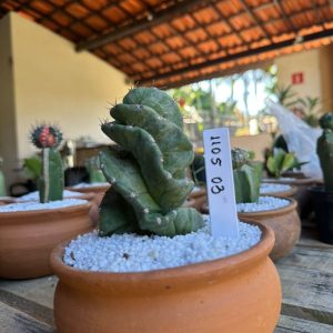 1105 03 Cacto Parafuso
