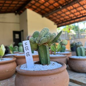 1105 05 Cacto Chamaecereus Cristata