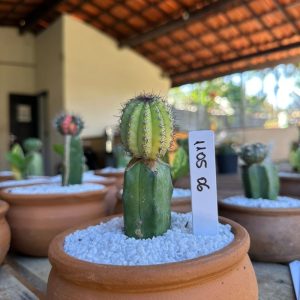 1105 06 Cacto Echinopsis Pachanoi