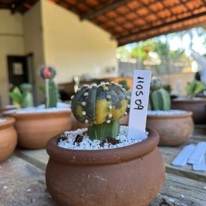 1105 09 Cacto Astrophytum asteria variegata