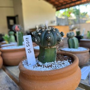 1105 10 Cacto Astrophytum asteria black