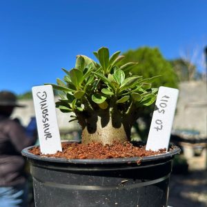 1105 07 Arabicum Dinossaur F3