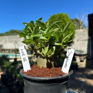 1105 06 Arabicum Dinossaur F3