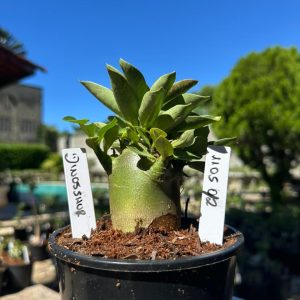 1105 02 Arabicum Dinossaur F3