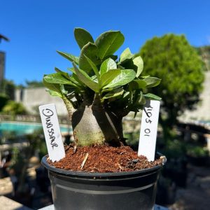 1105 01 Arabicum Dinossaur F3