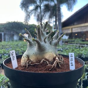 1205 08 Arabicum Brutos - Adulta