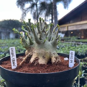 1205 04 Arabicum Emeral crown - Adulta