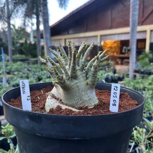 1205 05 Arabicum Ultron  - Adulta