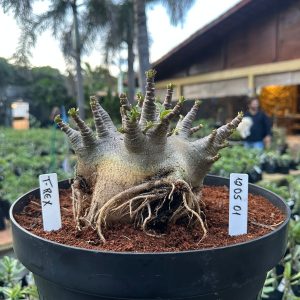 1205 01 Arabicum T-Rex - Adulta ( Leilão )
