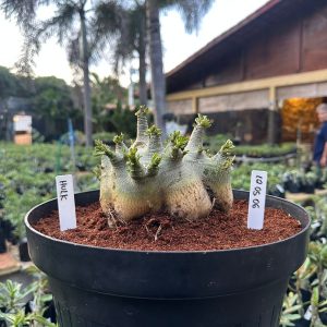 1205 06 Arabicum Hulk - Adulta ( Leilão )