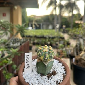 1205 09 Cacto Astrophytum Asterias Variegata