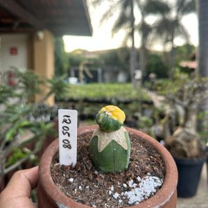 1205 08 Cacto Astrophytum Asterias Variegata