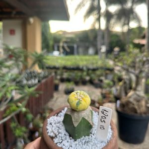 1205 10 Cacto Astrophytum Asterias Variegata