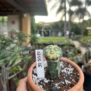 1205 06 Cacto Astrophytum Asterias Variegata