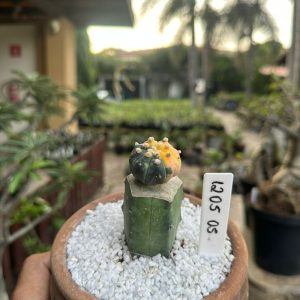 1205 05 Cacto Astrophytum Asterias Variegata