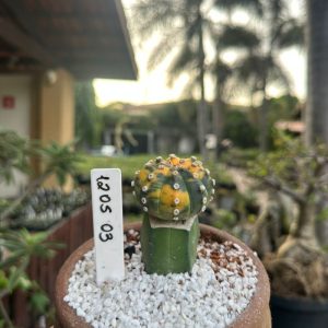 1205 03 Cacto Astrophytum Asterias Variegata