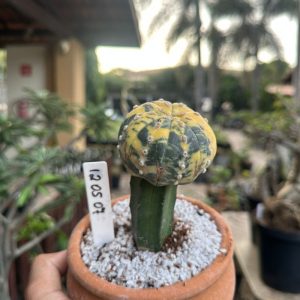 1205 07 Cacto Astrophytum Asterias variegata