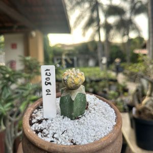 1205 01 Cacto Astrophytum Asterias Variegata