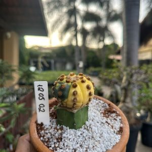 1205 02 Cacto Astrophytum Asterias Variegata