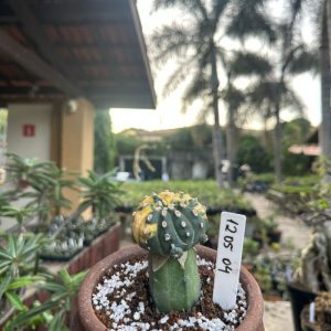 1205 04 Cacto Astrophytum Asterias Variegata