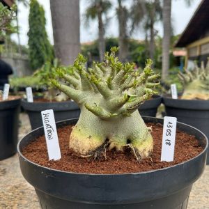 1305 18 Arabicum Megatron - Adulta