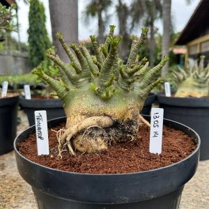 1305 14 Arabicum Triceratop - Adulta ( Leilão )