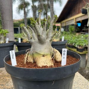 1305 11 Arabicum Ultron - Adulta