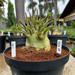 1305 05 Arabicum Urus - Adulta