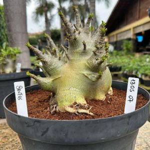 1305 05 Arabicum Brutos - Adulta ( Leilão )