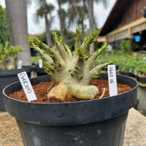 1305 06 Arabicum Darckseid - Adulta