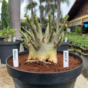 1305 10 Arabicum Hércules - Adulta