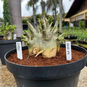 1305 791 Arabicum Eiffel - Adult( Leilão )