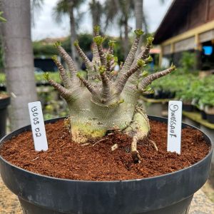 1305 02 Arabicum Dinossaur- Adulta
