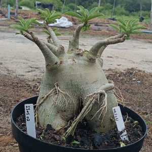 1305 02 1305 05 Caudex Arabicum enxerto Orfeu ( Leilão )