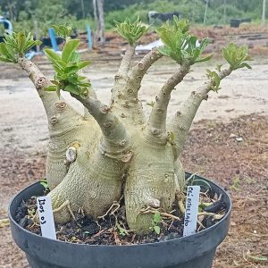 1305 03 Caudex Arabicum enxerto Céu estrelado ( Leilão )