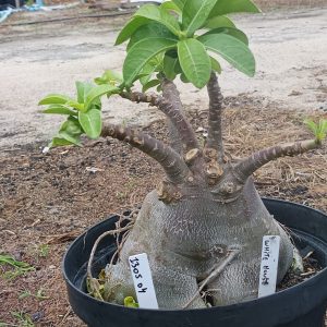 1305 04 Caudex Arabicum Enxerto White house ( Leilão )