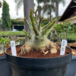 1305 22 Arabicum Pmk - Adulta