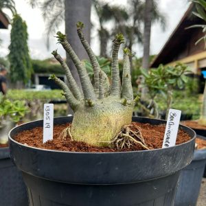 1305 19 Arabicum Braquiossauro - Adulta