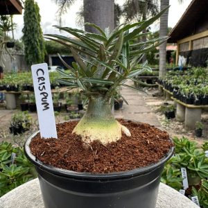 Crispum de semente