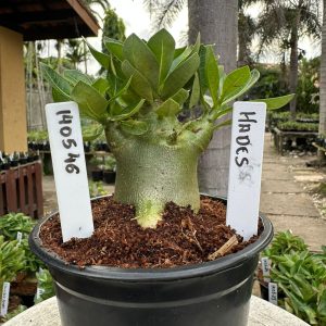 1405 46 Arabicum Hades