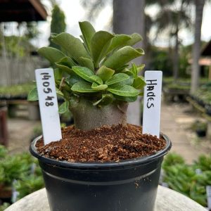 1405 48 Arabicum Hades Black
