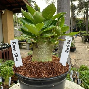 1405 42 Arabicum Green Titan