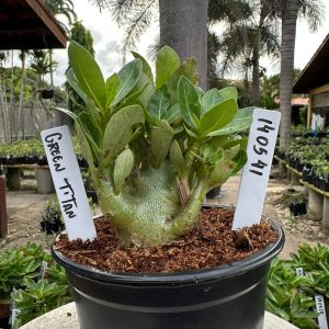 1405 41 Arabicum Green Titan
