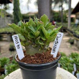 1405 40 Arabicum Dumbledores