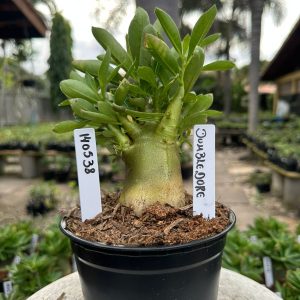 1405 38 Arabicum Dumbledores Tigrada