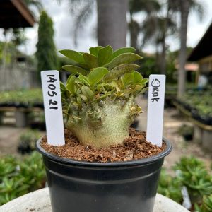 1405 21 Arabicum Drax