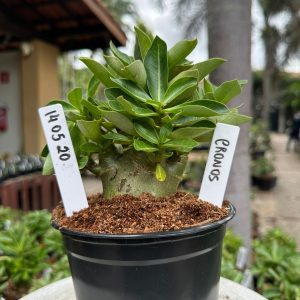 1405 20 Arabicum Cronos