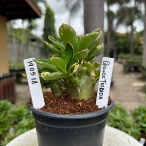 1405 18 Arabicum Cronos Tigrada