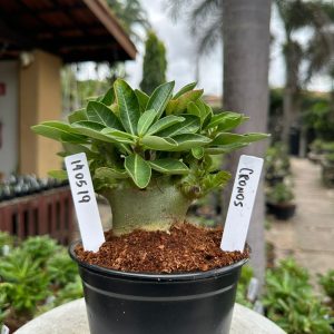 1405 19 Arabicum Cronos